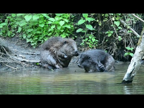 Видео: Таємне життя бобрів.