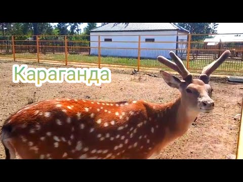 Видео: ЗООПАРК🇰🇿 ZOO