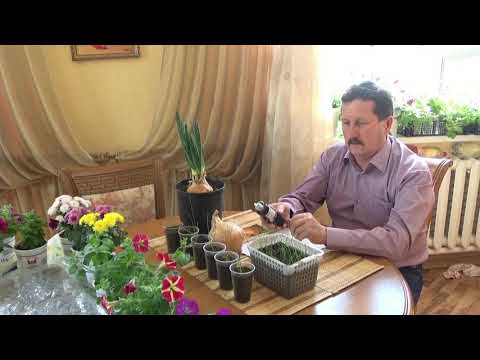 Видео: Выращивание лука Эксибишен через рассаду.