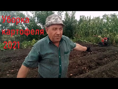 Видео: Уборка картошки 2021. Мотоблок ЗУБР. Новая суперкопалка