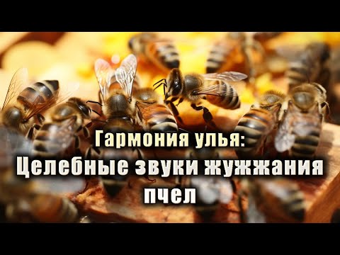 Видео: Терапевтическое лечение Звуки Медоносных Пчел. + интересные факты