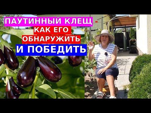 Видео: Паутинный клещ. Как понять что он на баклажанах и как с ним бороться