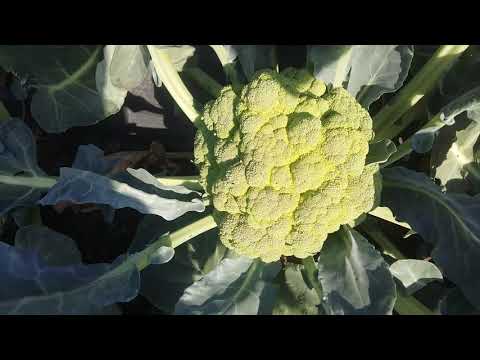 Видео: Брокколи Монрелло и цветная Ликану. Брокколи востребована на овощном рынке.