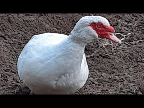 Видео: ПТИЦЯ НА ГОРОДІ ВОСЕНИ