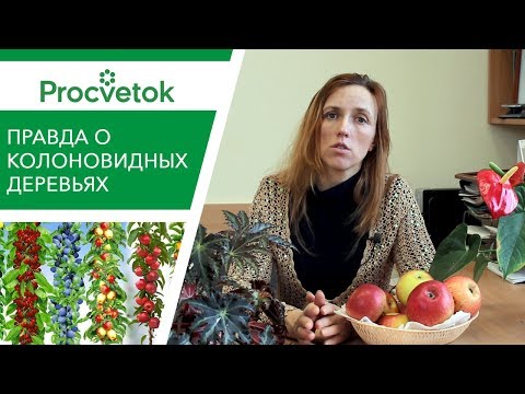 Видео: Опять обман?! Что продают под видом колоновидных деревьев?