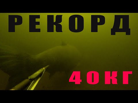 Видео: РЕКОРДНЫЙ ТОЛСТОЛОБИК!!! ТРОФЕЙНАЯ ПОДВОДНАЯ ОХОТА!!!