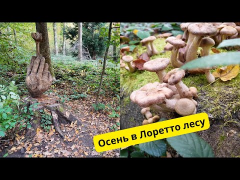 Видео: Иду куда глаза глядят/Встреча с природой/Осень в Лоретто лесу