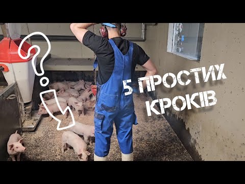 Видео: Де придбати поросят: як знайти найкращих постачальників свиней.@fitfarm0515