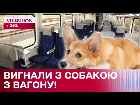 Видео: Змусили простояти в тамбурі 4 години через собаку! Кому заважав коргі?