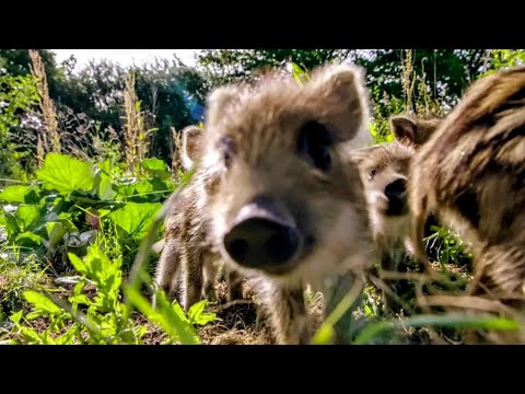Видео: Дикие чудеса зимы