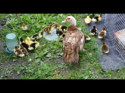 Видео: Утята, ducks, Panasonic GH4 Lumix G Vario 14-140mm f/3.5-5.6 Sample video test, newborn ducks