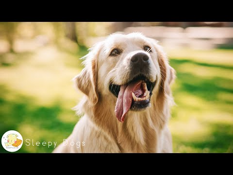 Видео: 12 часов музыки для сна щенка 🐶🎵 Птицы в лесу и любимая музыка собак, обязательно включите ее, ...