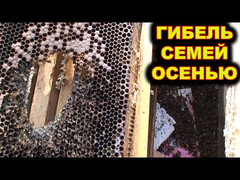 Видео: Гибель семей осенью. СПб.