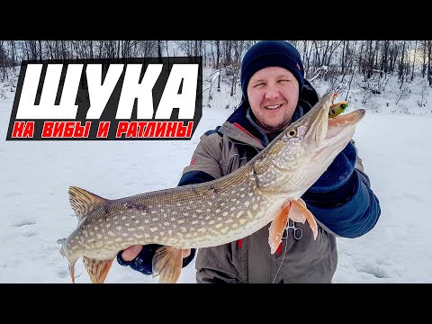 Видео: Щука на вибы и ратлины! Супер рыбалка в глухозимье!