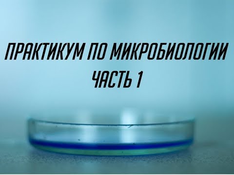 Видео: Практикум по микробиологии. Введение. Микроскопирование. Препарат и простая окраска