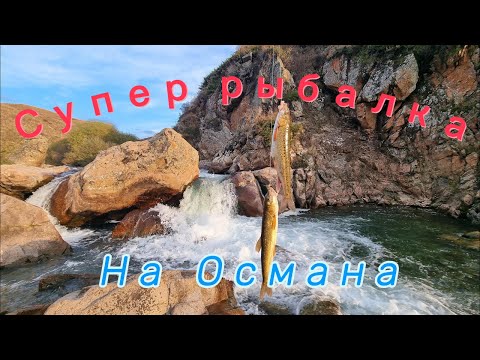 Видео: Рыбалка на османа
