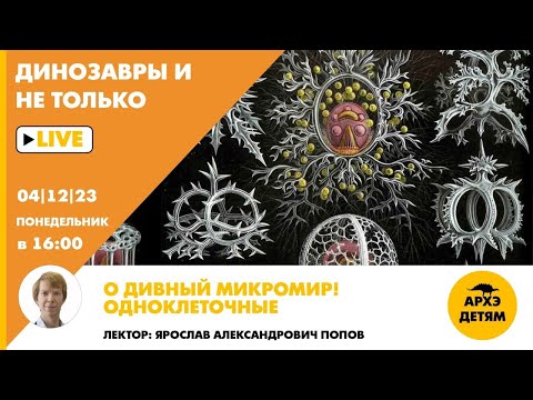 Видео: Занятие "О дивный микромир! Одноклеточные" кружка "Динозавры и не только" с Ярославом Поповым