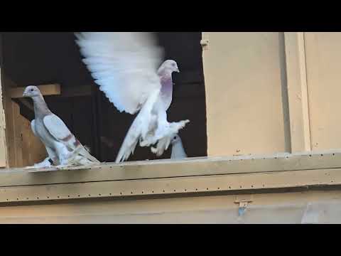 Видео: Агараны молодёжь облет по желанию.  жара июль . (Agarani Young Pigeons 4th July)