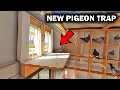 Видео: НОВАЯ ЛОВУШКА ДЛЯ ГОЛУБЕЙ И ПЕРВОЕ ИСПОЛЬЗОВАНИЕ