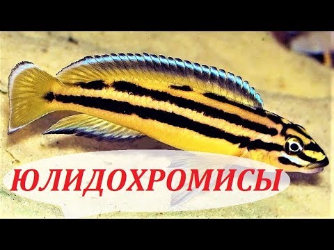 Видео: Рыбка юлидохромис. Совместимость, содержание, размножение. Цихлиды Танганьики в аквариуме.
