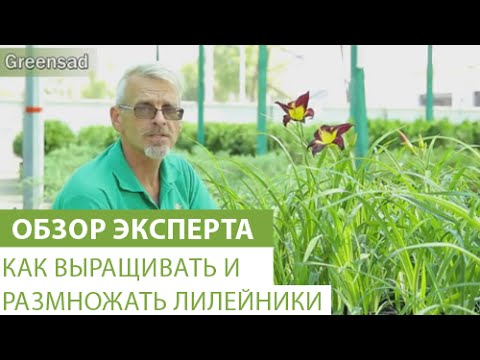 Видео: Как выращивать и размножать лилейники