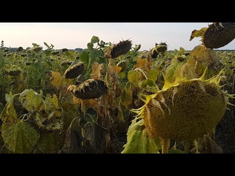 Видео: Подсолнечник с поливом и без.