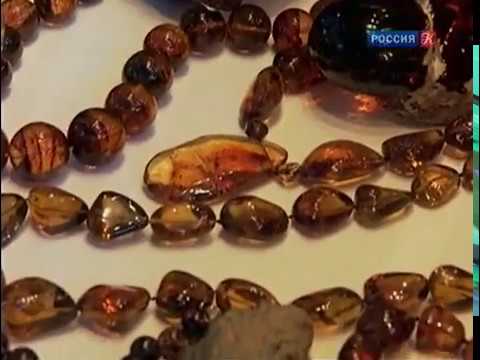 Видео: Путешественники во времени. Страсти по насекомым. №12