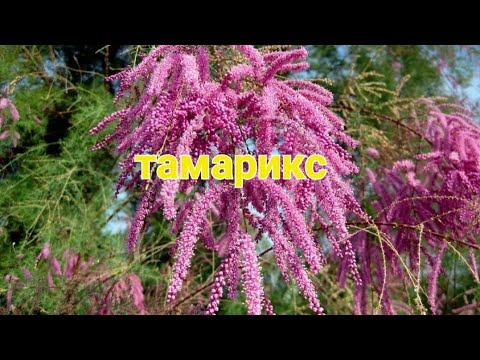 Видео: Размножение тамарикса.