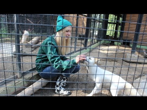 Видео: Животные и люди. Зоопарк Роев ручей