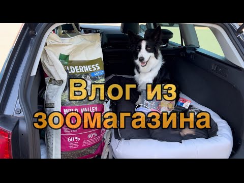 Видео: СКОЛЬКО Я ТРАЧУ НА БОРДЕР КОЛЛИ КАЖДЫЙ МЕСЯЦ? | 😯💶