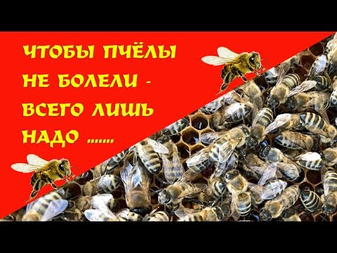 Видео: Чтобы пчёлы не болели - всего лишь надо ... | So that the bees do not get sick - just need to ...