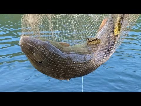 Видео: УСАЧ!!! Мечта поплавочника.