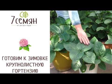 Видео: КАК СОХРАНИТЬ КРУПНОЛИСТНУЮ ГОРТЕНЗИЮ ЗИМОЙ +УХОД ОСЕНЬЮ!
