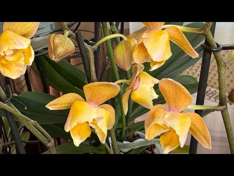 Видео: Орхидеи Парфюмерные фабрики ! Мифы и реальность 