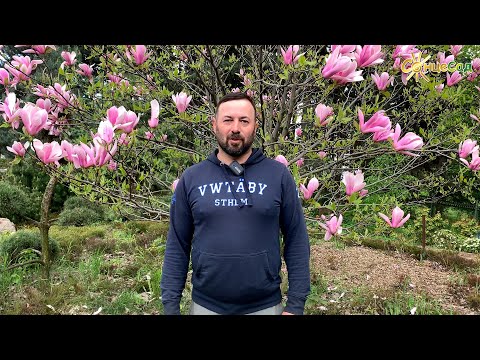 Видео: МАГНОЛІЯ – квітка ери динозаврів 🌸 Як посадити магнолію? 🌱
