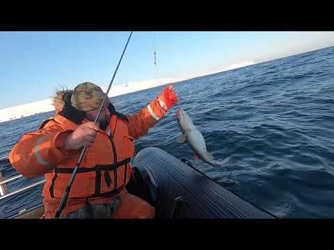 Видео: Рыбалка в Баренцевом море 02.05.2020