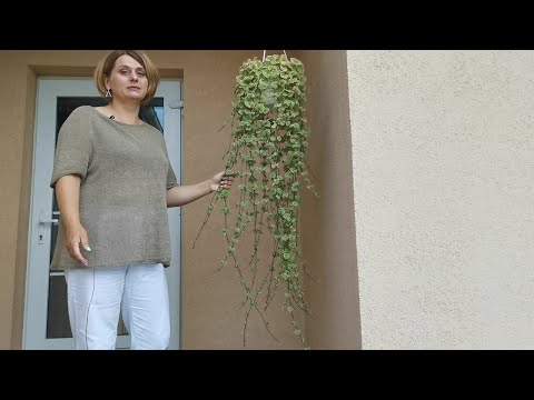 Видео: Сорняки для красоты