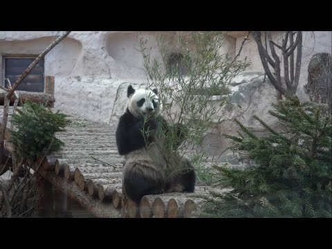 Видео: #Москвастобой - Обзорная экскурсия по Московскому зоопарку