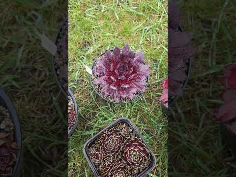 Видео: Обзор сортов Sempervivum, молодило.