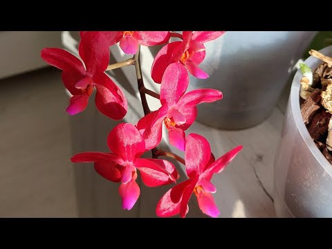 Видео: Цветение орхидей в октябре. Мои новиночки 💕 