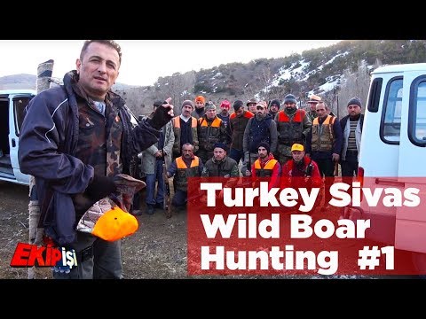 Видео: Wild Boar Hunting Turkey Sivas 1 Team Work охота на кабана صيد الخنازير البرية