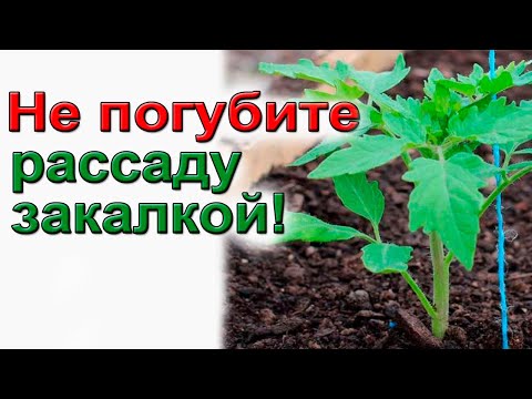 Видео: Закалка, адаптация рассады томатов перед высадкой.