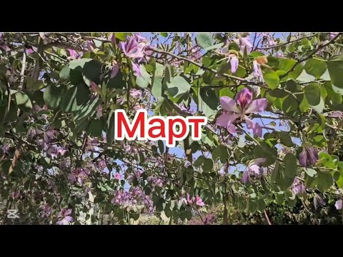 Видео: #Israel  Деревья в Израиле. Март  #удивительныйизраиль
