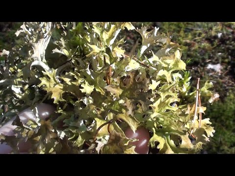 Видео: Кладонія, цетрарія та Пантелеймонова борода.