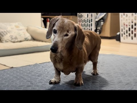 Видео: Никто не хотел эту старую глухую собаку… Пока одна женщина не изменила всё