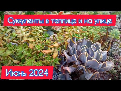 Видео: Обзор суккулентов в теплице и на улице. 15 июня 2024