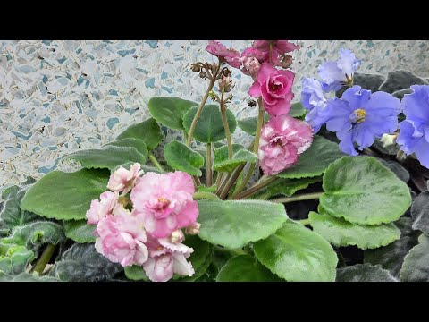 Видео: Фиалка шатается. Переукоренение.