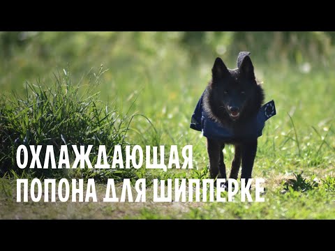 Видео: Охлаждающая попона Animate Cooling Dog Coat для шипперке