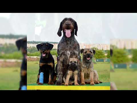 Видео: Немецкий ягдтерьер. Плюсы и минусы, Цена, Как выбрать, Факты, Уход, История