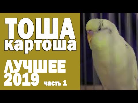 Видео: 🌞 Весёлое пение волнистого попугая Тоши 👍 #ТОШАКАРТОША 3🐦